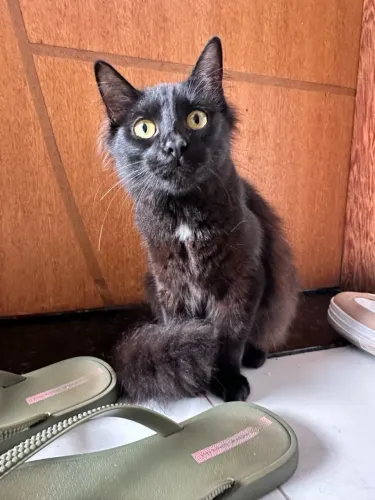 Gata 8 meses