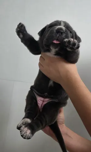Filhote Cane Corso - Fêmea