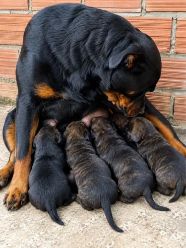 Filhotes de cane corso com rottweiler