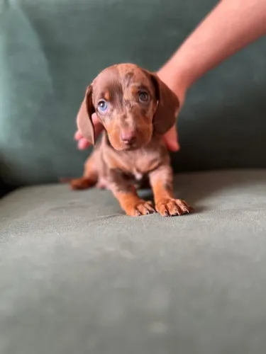 filhotes de linguicinha dachshund