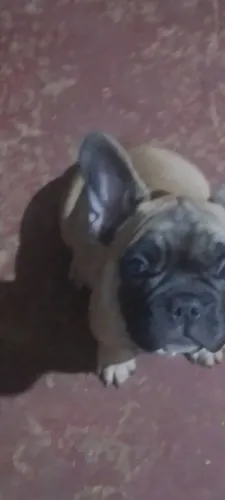 Lindo bebê Buldogue francês !