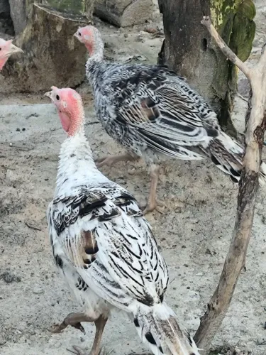Vendo 5 perús (5 meses)