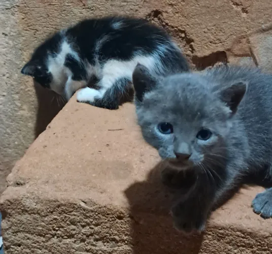 Doação de gatos