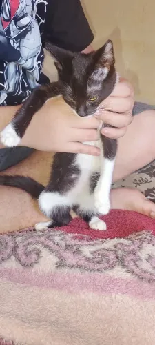 Gatinhas para doação 