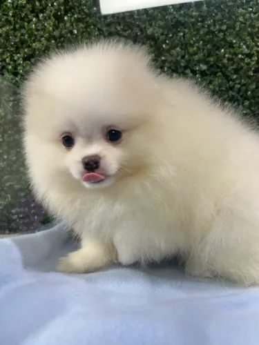 Lindos filhotes de Spitz alemão (Lulu da Pomerania)