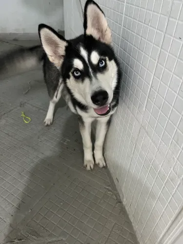Vendo filhote de Husky Siberiano