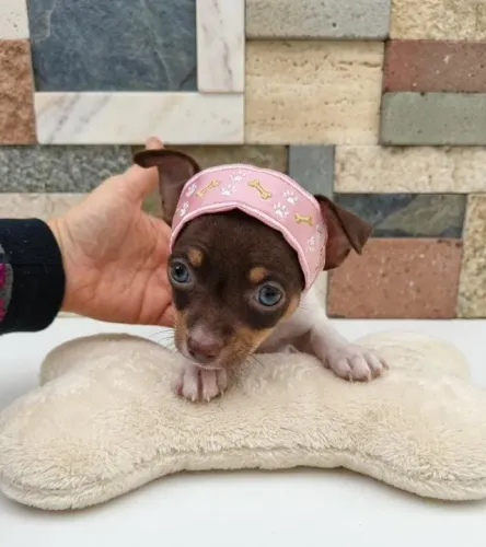 Pinscher Exótica Para Sua Família