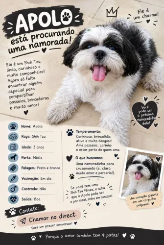 Shih-tzu