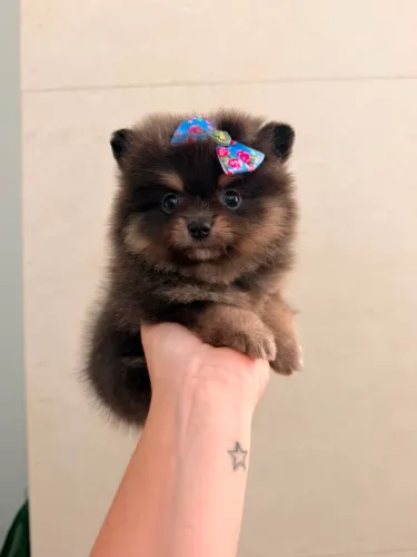Feminha Spitz alemão Anazinha