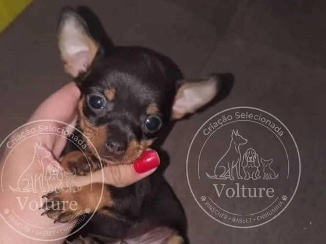 Pinscher zero filhotes lindos e espertos