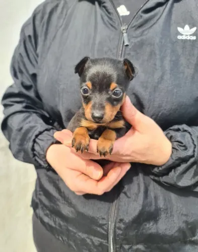 Pinscher Miniatura filhote, muito dócil e brincalhão