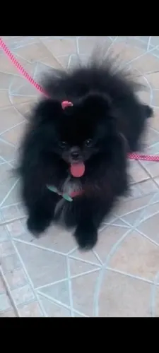 Cachorro