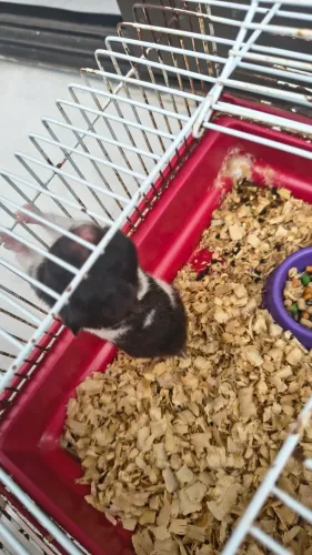 Hamster sírio