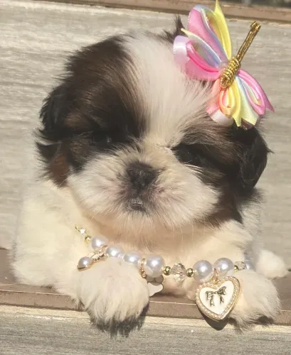 Shih tzu macho e fêmea disponíve para entrega. 