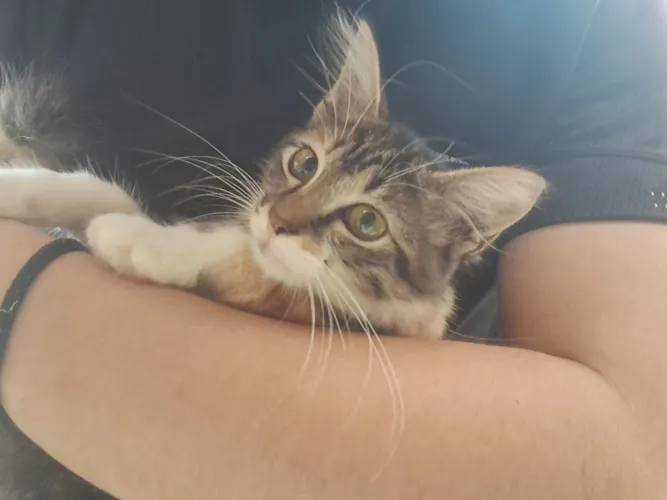 Gata