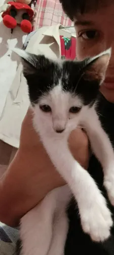 Doação de gato