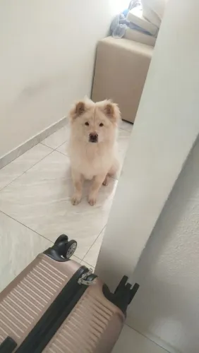 Cachorro