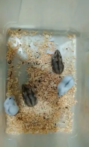 Anão Russo ( Hamster )