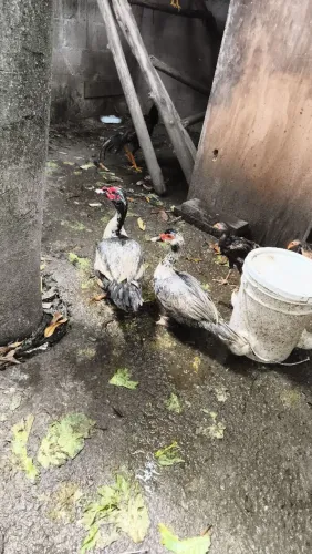Vendo casal de pato