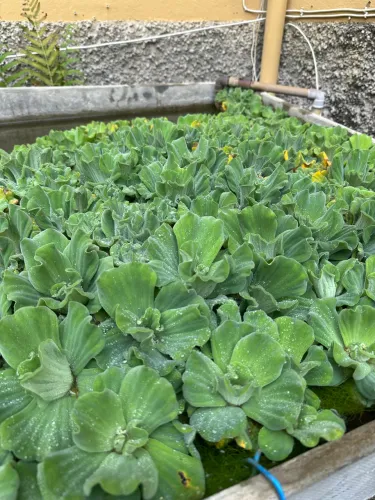 Plantas aquáticas