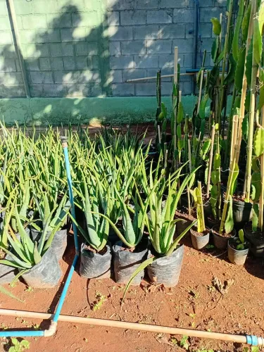 Mudas de babosa aloe vera medicinal