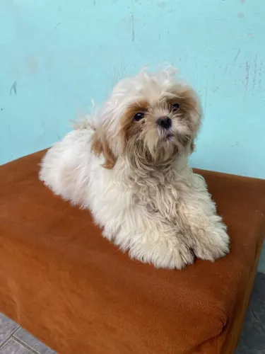Shitzu fofinho e carinhoso 