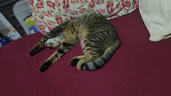 Doação de gato macho castrado tem 2 anos 