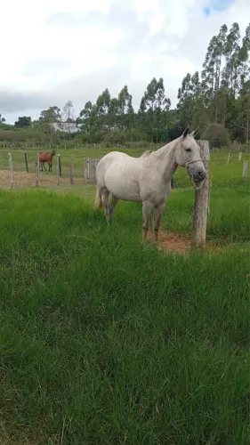 Égua mangalarga 