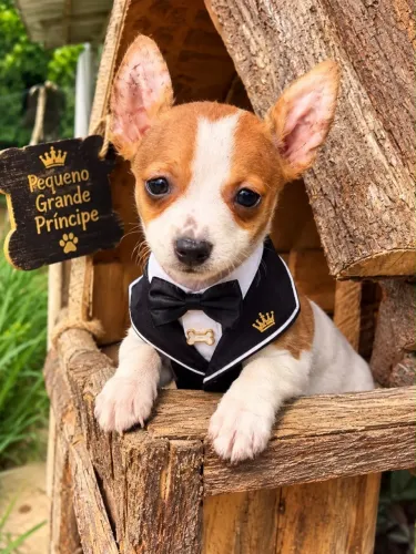 Pinscher macho 