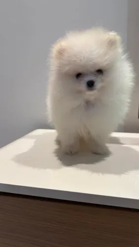 Cachorro Lulu da Pomerania aproveite promoção exclusiva válida hoje.