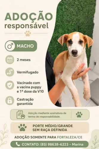 Cachorrinho para ADOÇÃO RESPONSÁVEL 