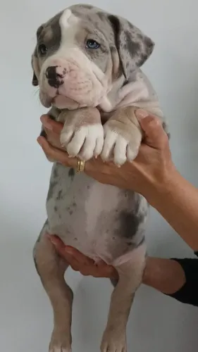 Filhotes de Pitmonster