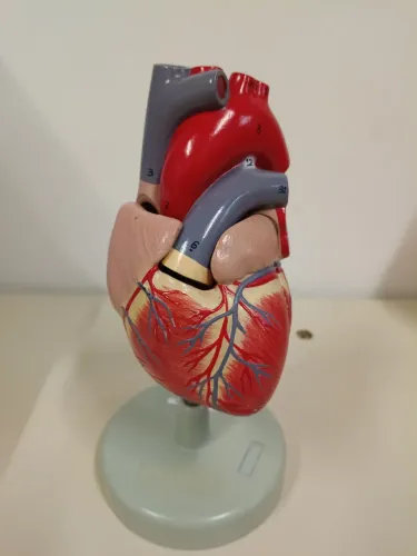 Modelo anatômico de coração