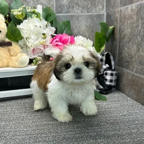 Shih Tzu Seu novo melhor amigo pode estar aqui