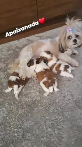 Lindos Shitzu x poodle 