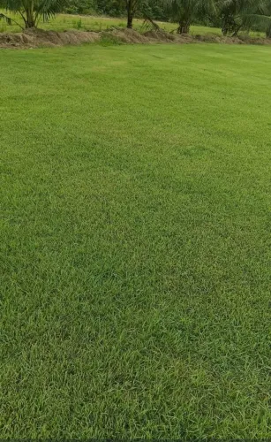 Grama esmeralda a partir de 200m2 com entrega em Manaus 