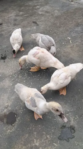 Pata e filhos crescido $200
