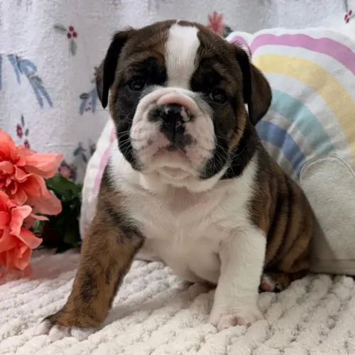 BullDog Inglês: Dobrinhas irresistíveis e um coração de ouro