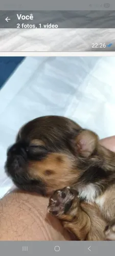 filhote de SHih TZU