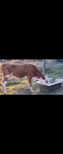 Vaca Braford