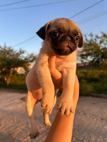 Pug fêmea