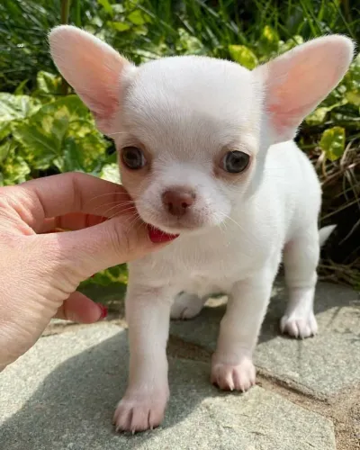 Chihuahua macho branco imperdivel