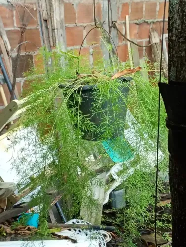 Planta, Alfinete 