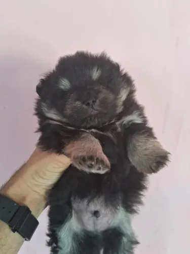 Spitz alemão - Lulu da pomerania