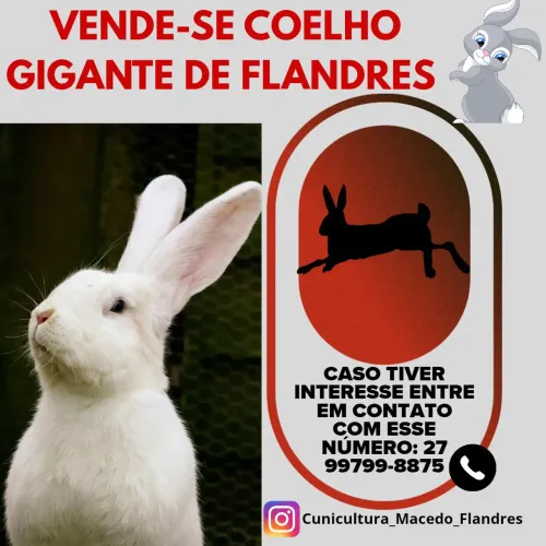 Filhotes de Gigantes de Flandres