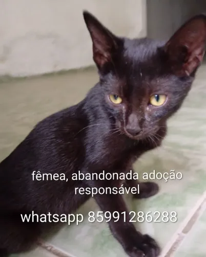 Gatinha fofinha adoção responsável