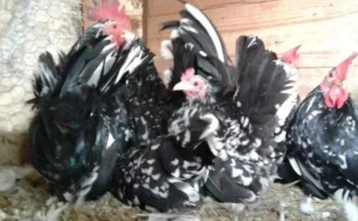 Pintinhos de ganizer Nagasaki