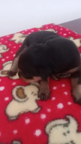 Vendo filhote de pincher número 1, legitimo preto com manchas marrom ( fêmea)...