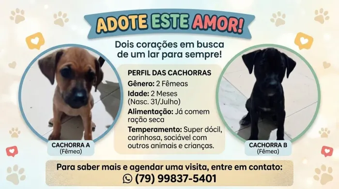 Adoção Responsável
