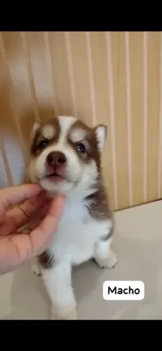 Husky siberiano